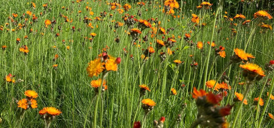 Blumenwiese mit orangefarbene Blüten in hohem Gras