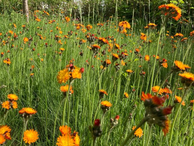 Blumenwiese mit orangefarbene Blüten in hohem Gras